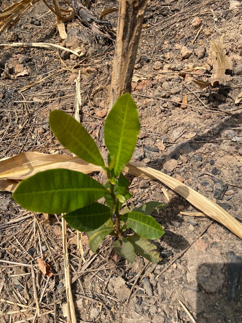 25e00a19-391a-432e-a75e-e6dfb52174ac