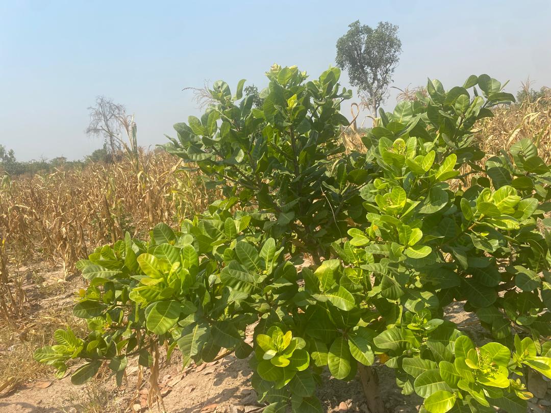 2d9b094f-1374-41cf-b9ea-8bd63289b96f