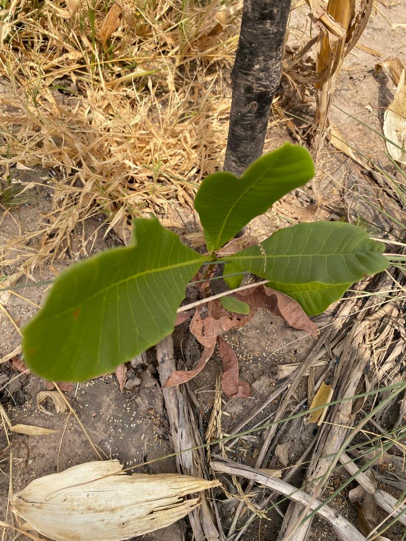 4b63e7e4-c261-485d-88ef-1c22bc5a9138