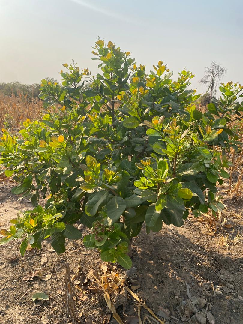 5ff50540-0360-4580-b384-df87d08c4aba