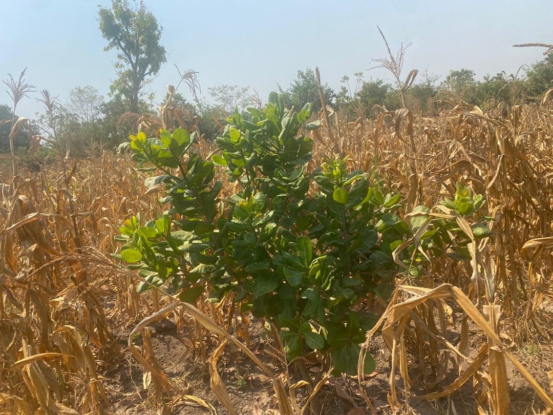 6fa12cf5-e39f-4b9f-9711-b7a0a2876854