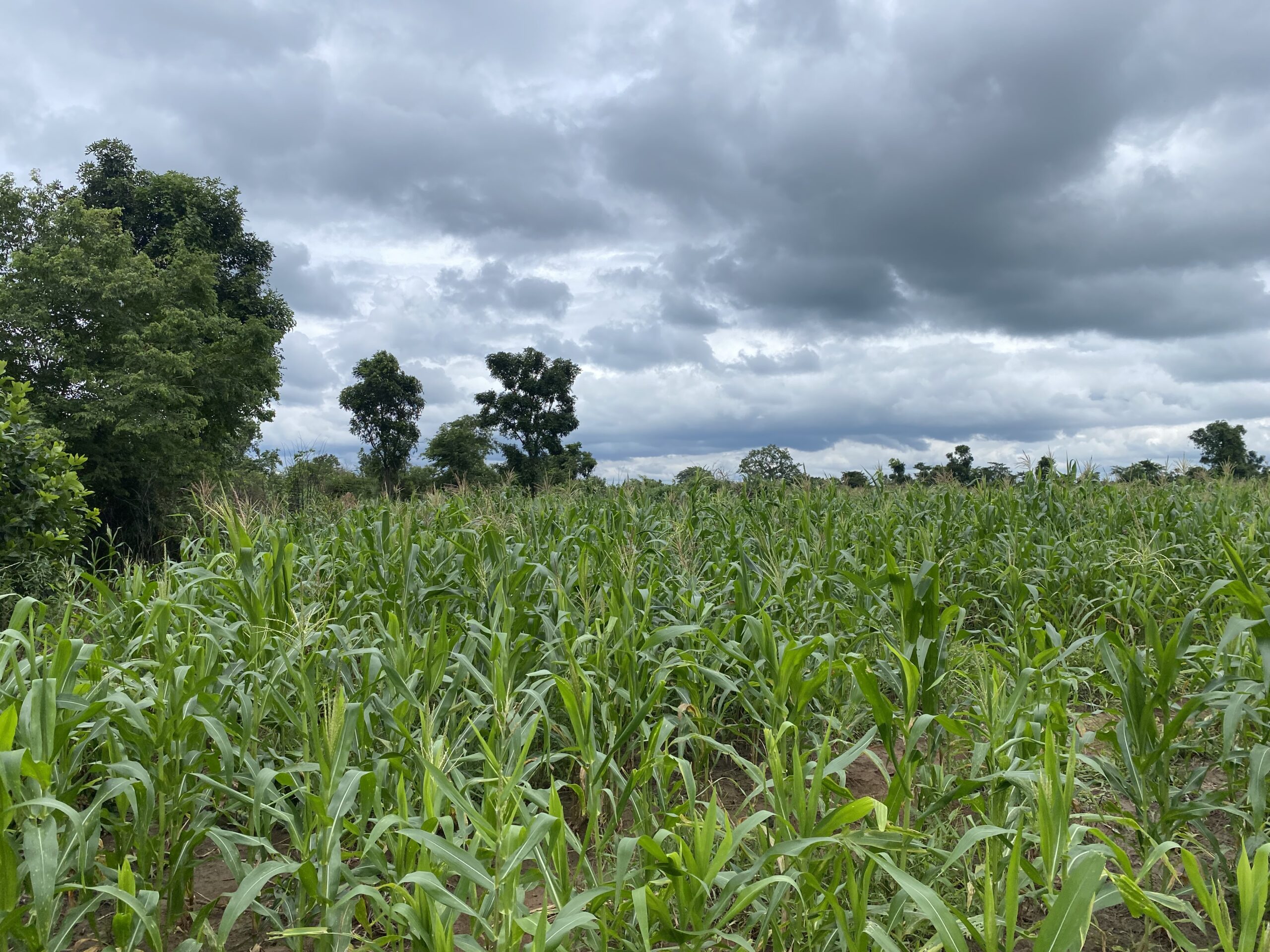 Global agribusiness solutions