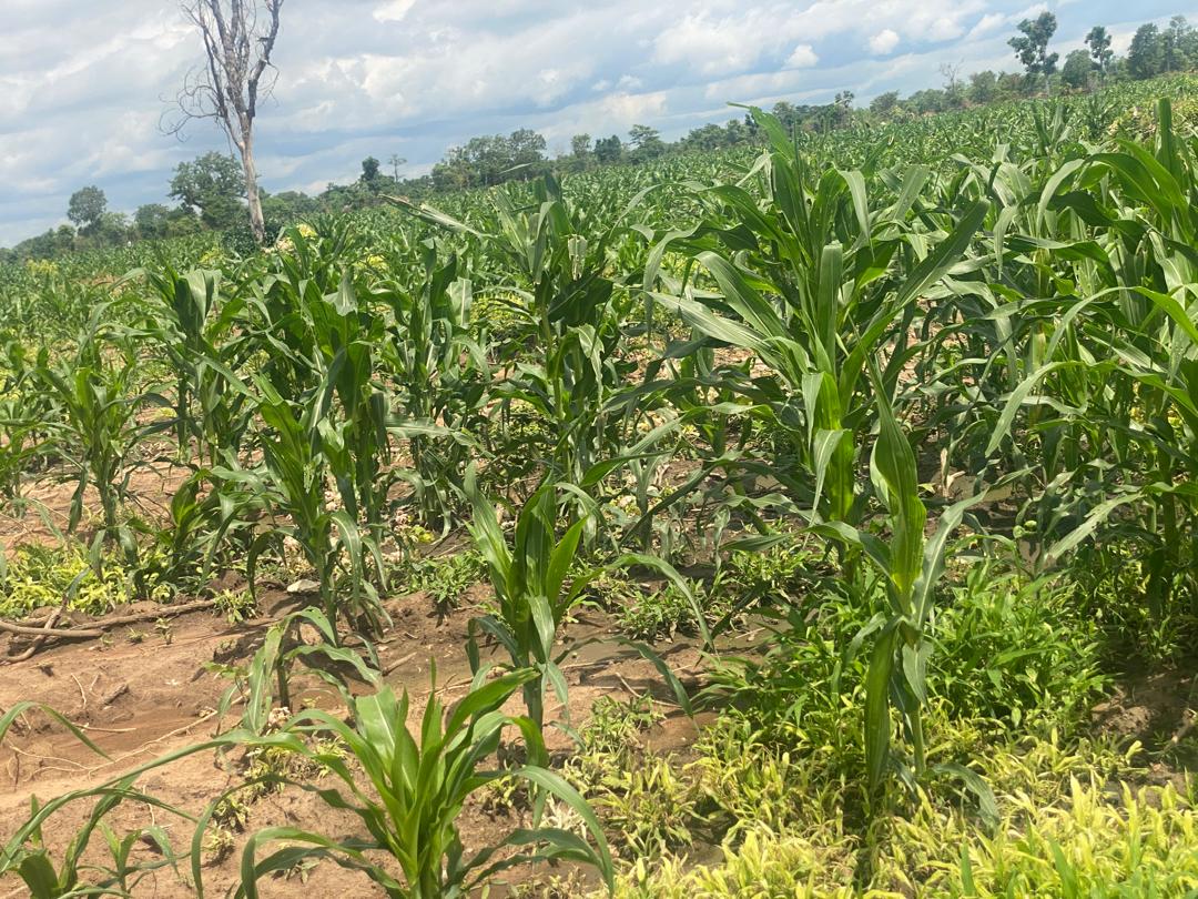 PHOTO-2025-05-30-14-10-48