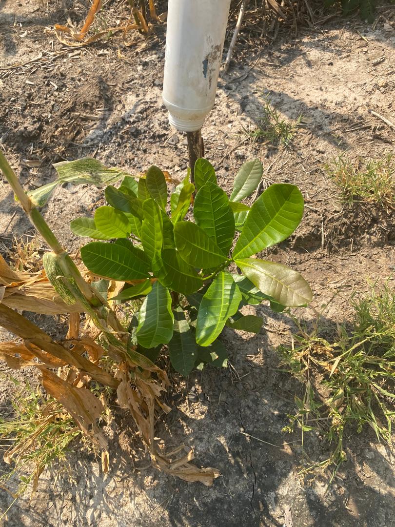 ce45c9c1-11a3-4f0d-93c9-db5e82d0ce0c