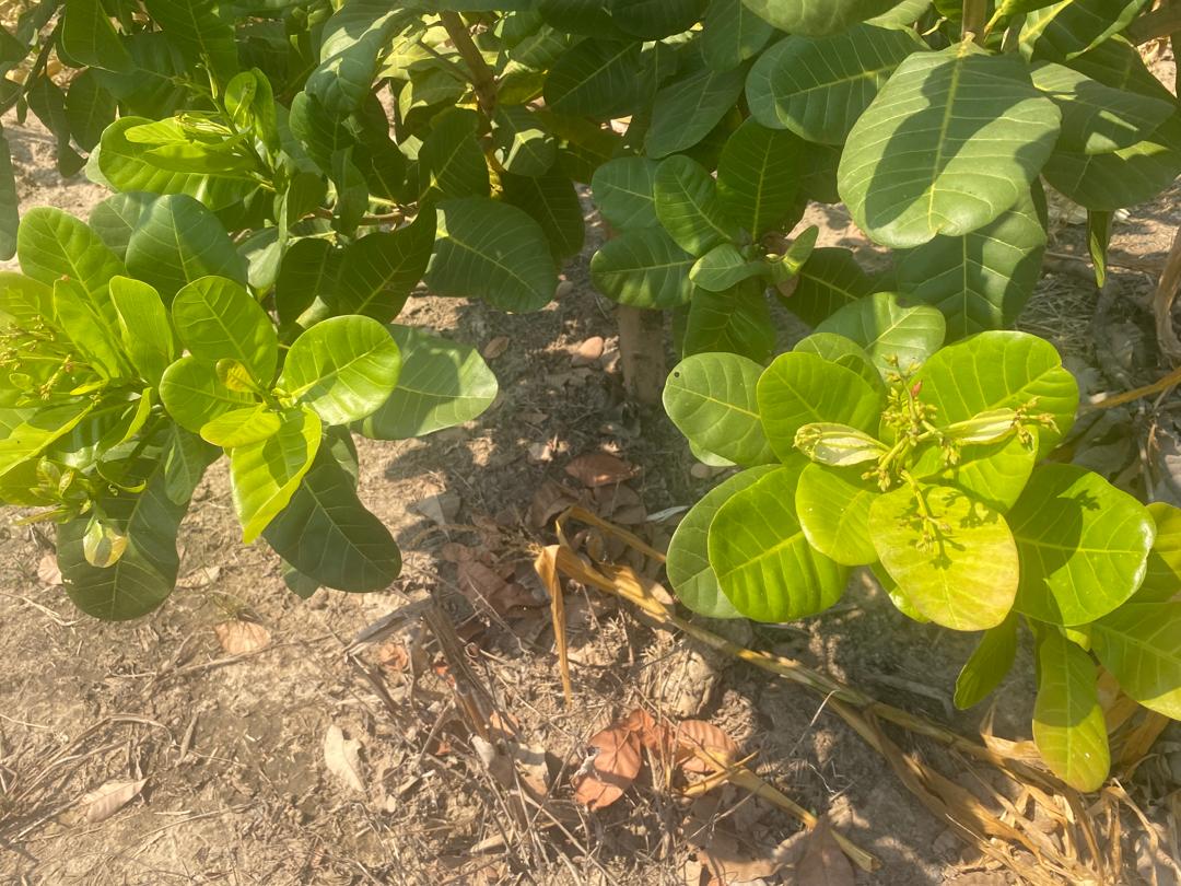 d4c46c8a-28e5-4de7-af76-bfc74634c056